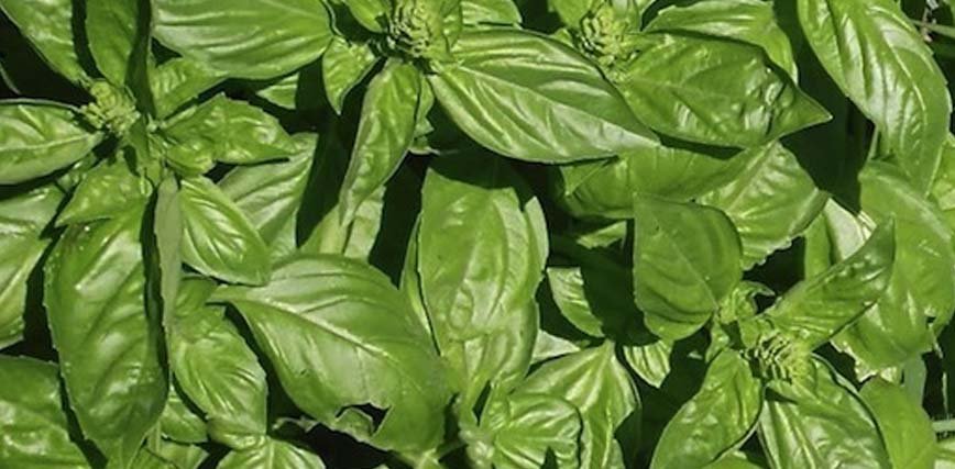 Albahaca