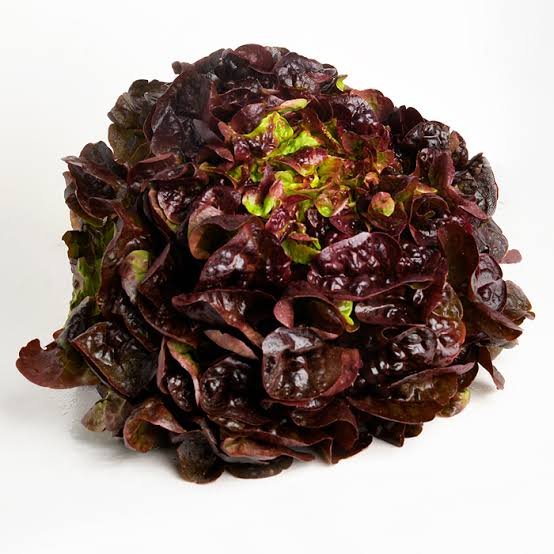 Lechuga