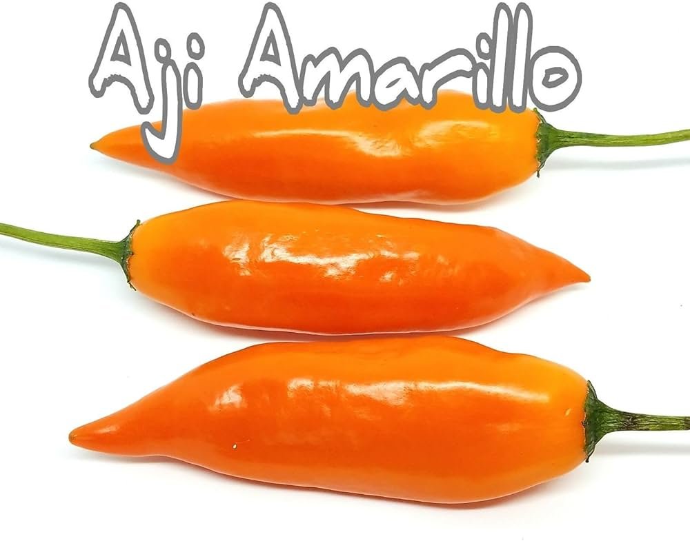 Pimienta